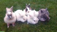 Kastrierte Mischlings Zwergkaninchen Böckli suchen Zuhause