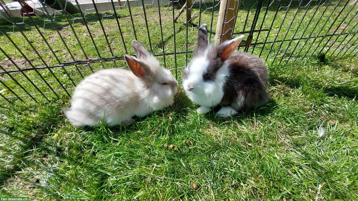 Bild 2: Kastrierte Mischlings Zwergkaninchen Böckli suchen Zuhause