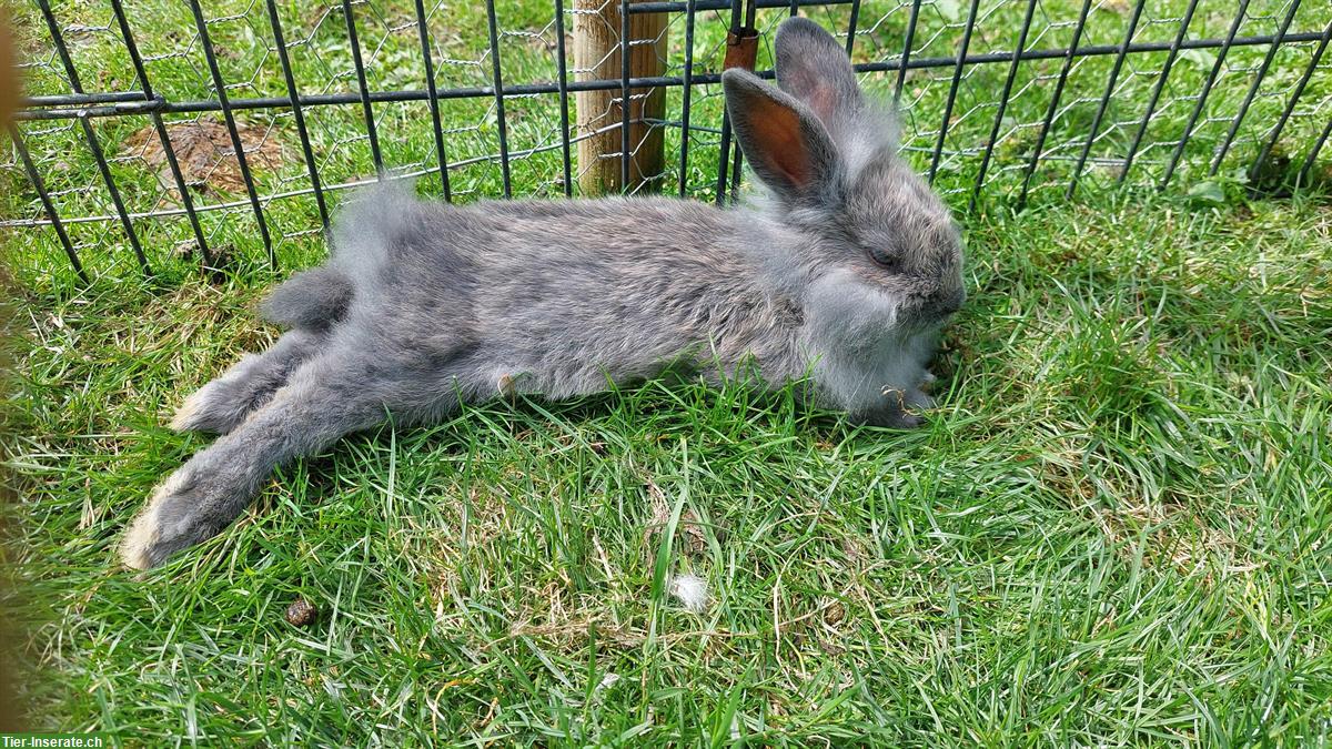 Bild 4: Kastrierte Mischlings Zwergkaninchen Böckli suchen Zuhause