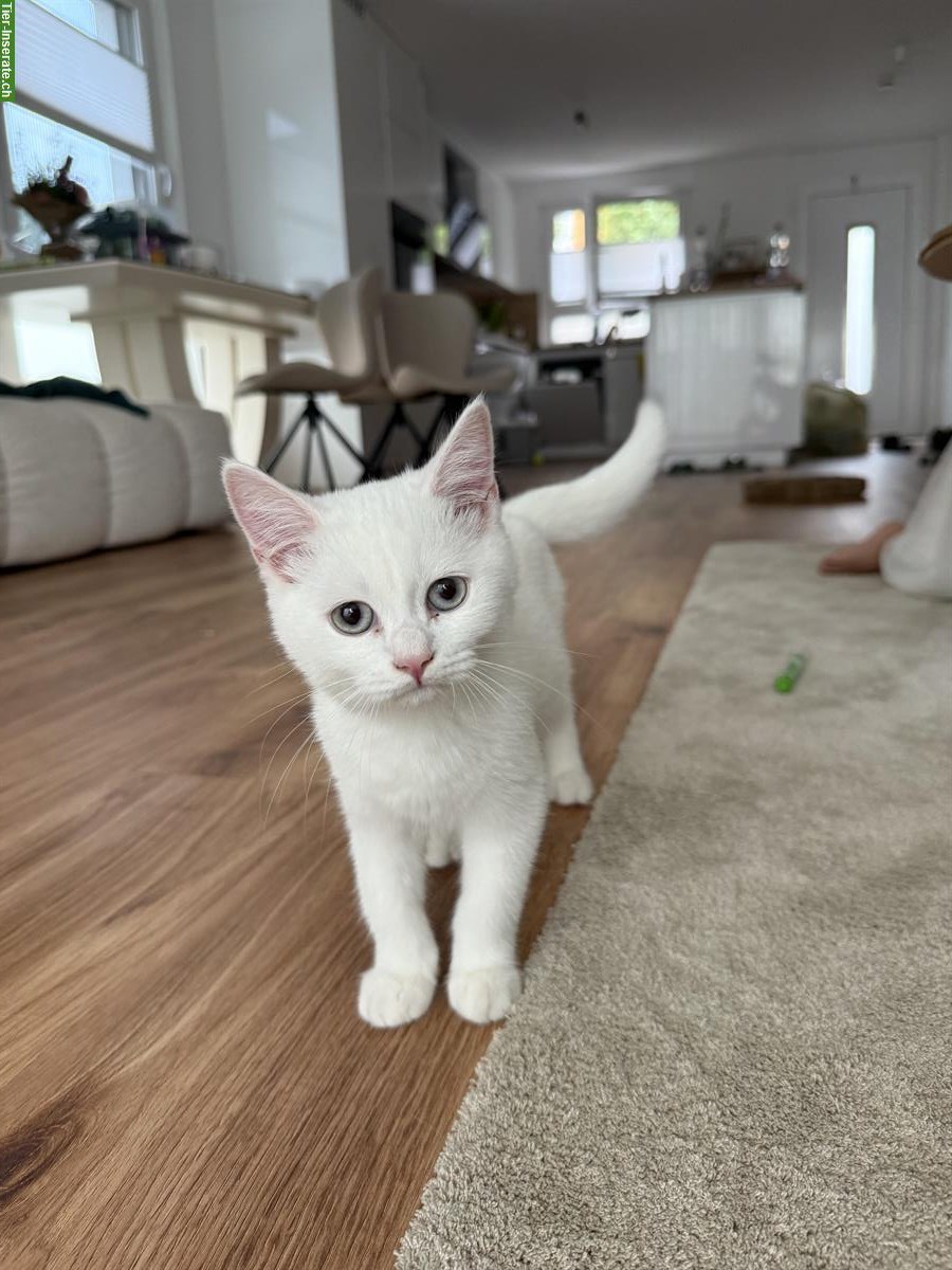 EKH/BKH Kitten, männlich zu verkaufen