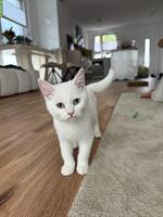 EKH/BKH Kitten, männlich zu verkaufen