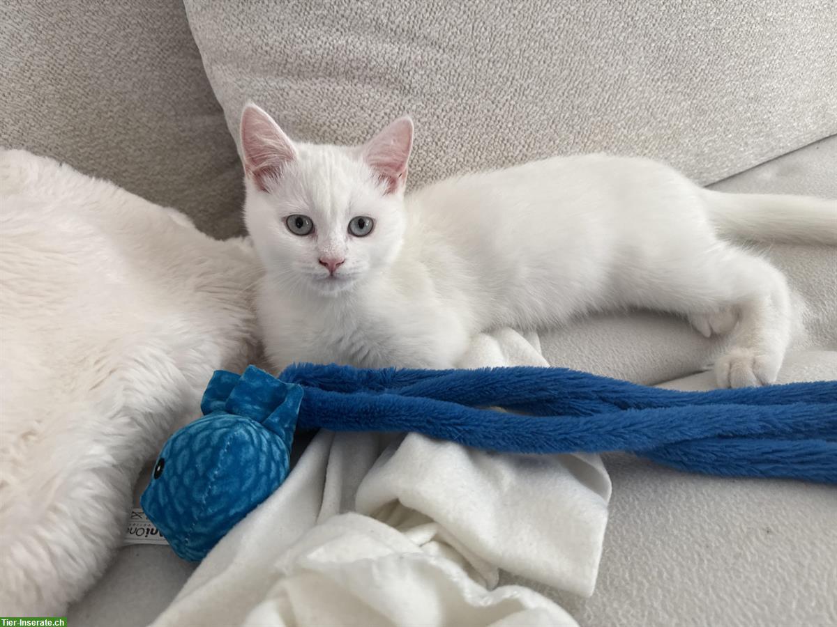Bild 2: EKH/BKH Kitten, männlich zu verkaufen