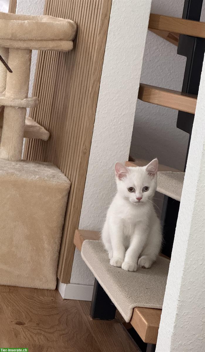 Bild 3: EKH/BKH Kitten, männlich zu verkaufen
