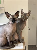 2 Sphynx Kater kastriert zu verkaufen