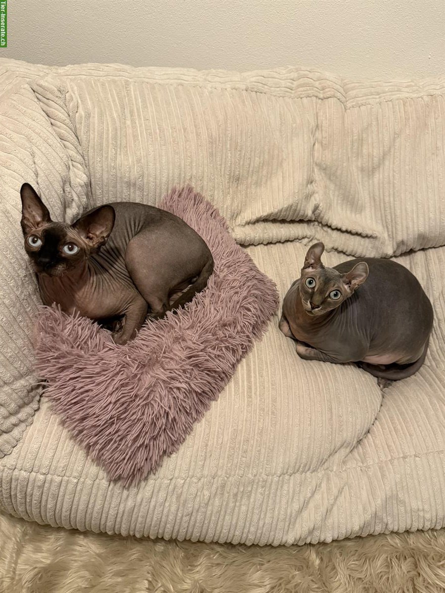 Bild 2: 2 Sphynx Kater kastriert zu verkaufen