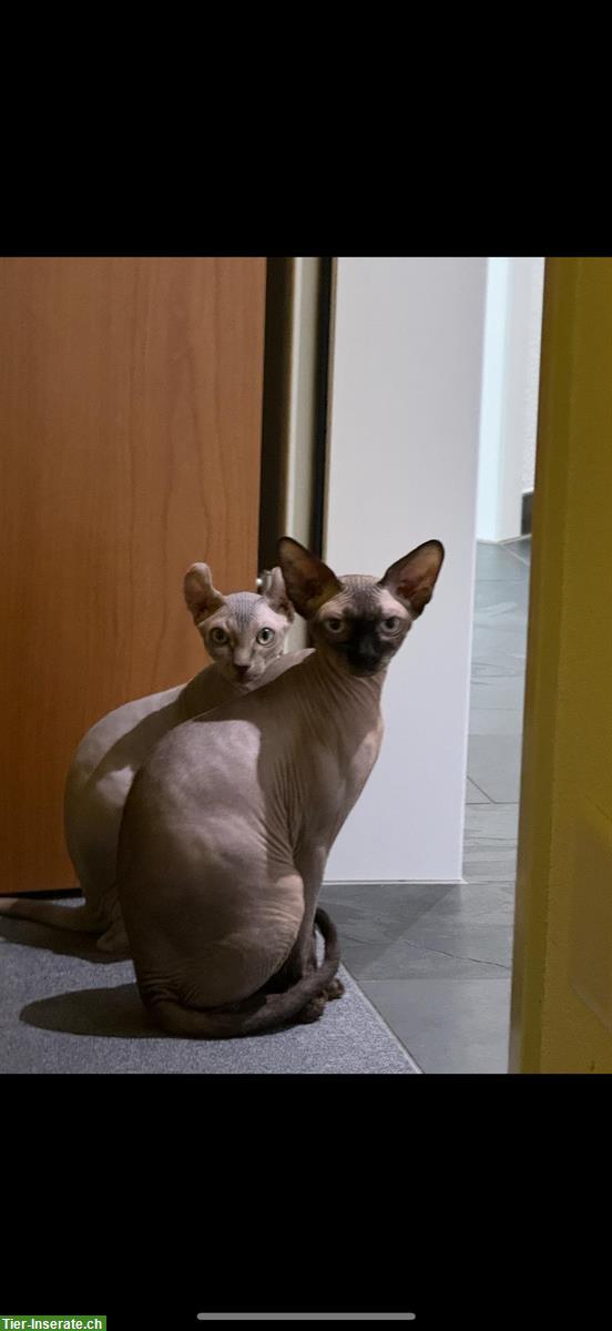 Bild 3: 2 Sphynx Kater kastriert zu verkaufen