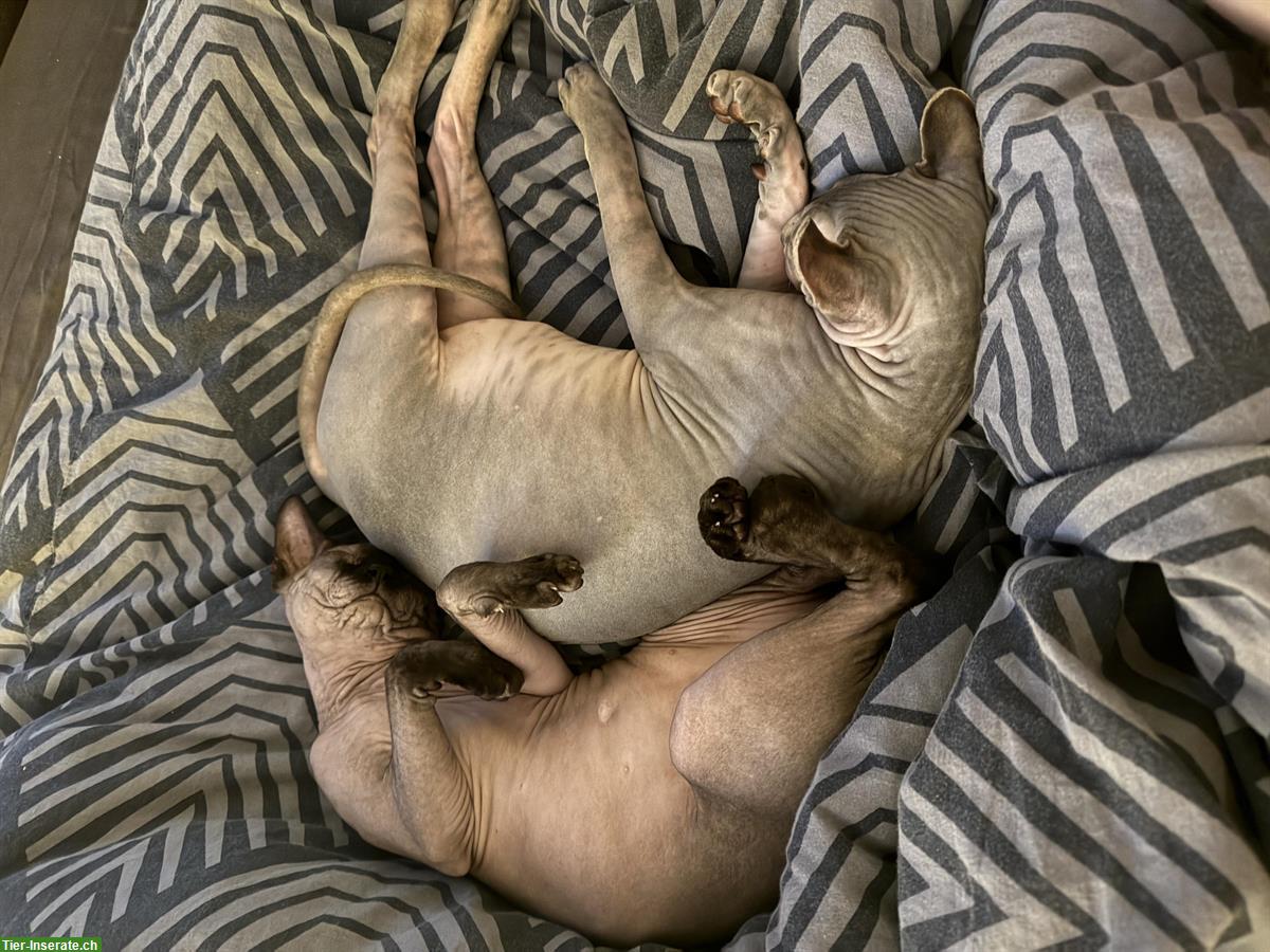 Bild 4: 2 Sphynx Kater kastriert zu verkaufen