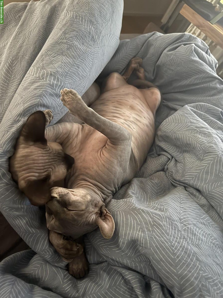 Bild 5: 2 Sphynx Kater kastriert zu verkaufen