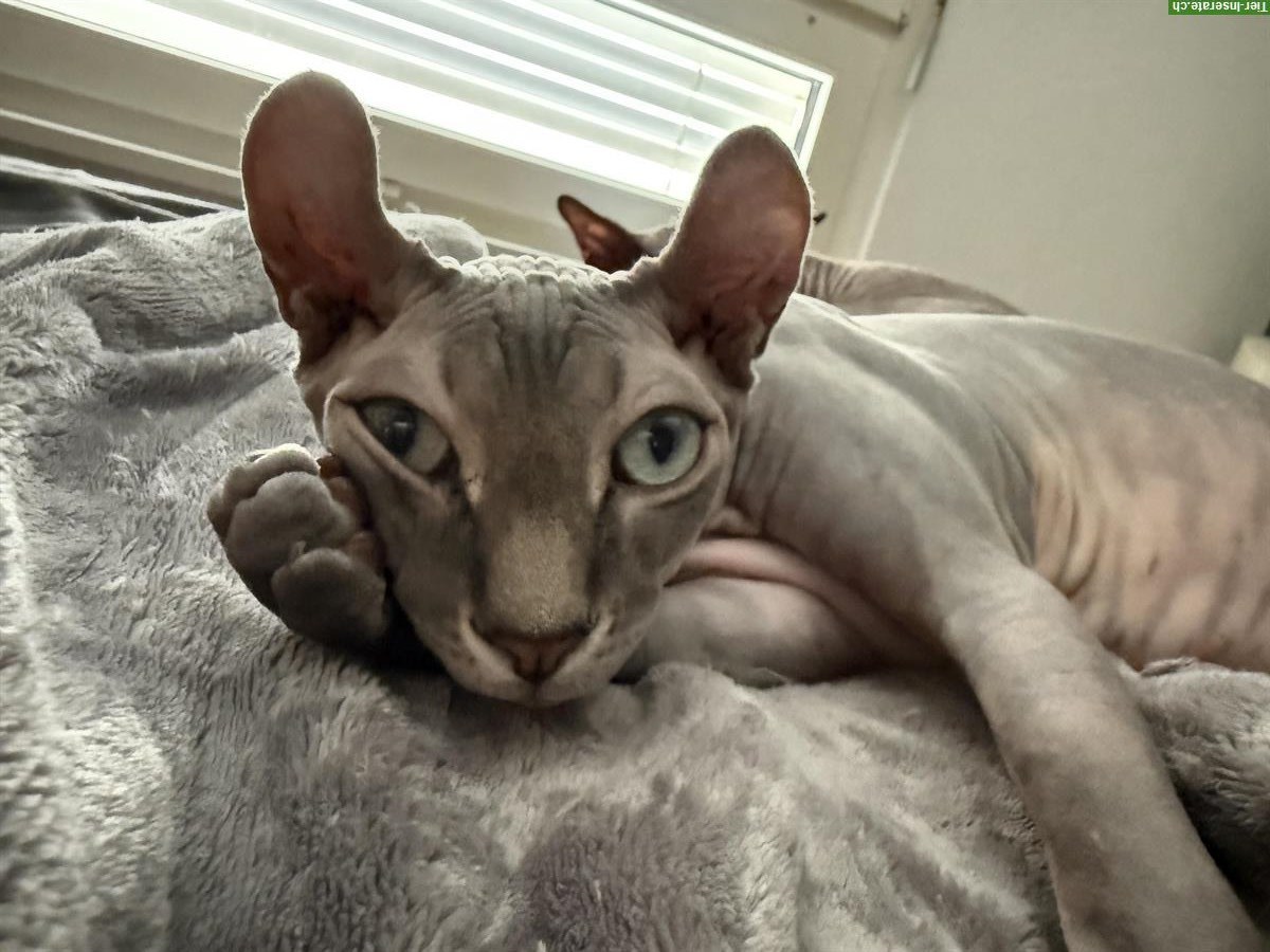 Bild 6: 2 Sphynx Kater kastriert zu verkaufen
