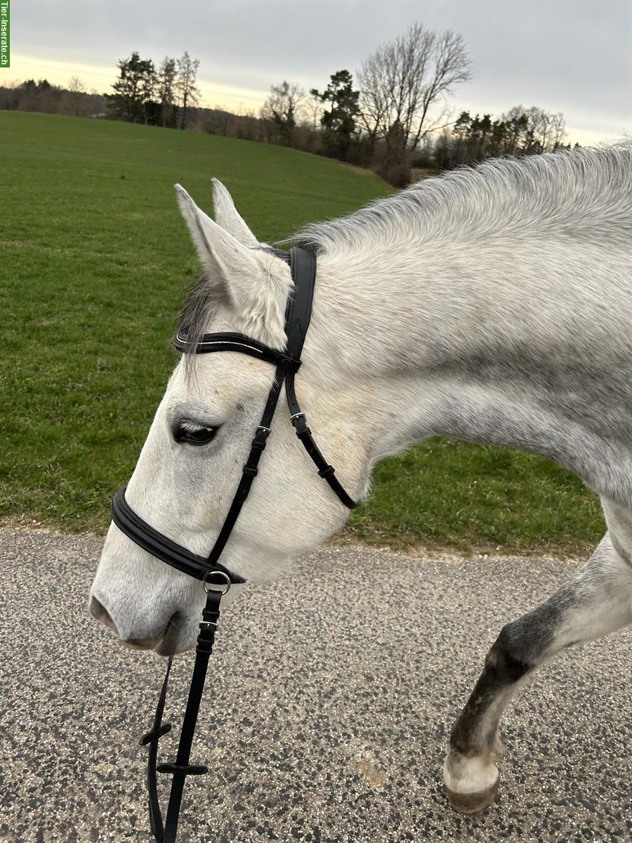 Bild 5: Lipizzaner Stute Munja, 9 Jahre, 156cm