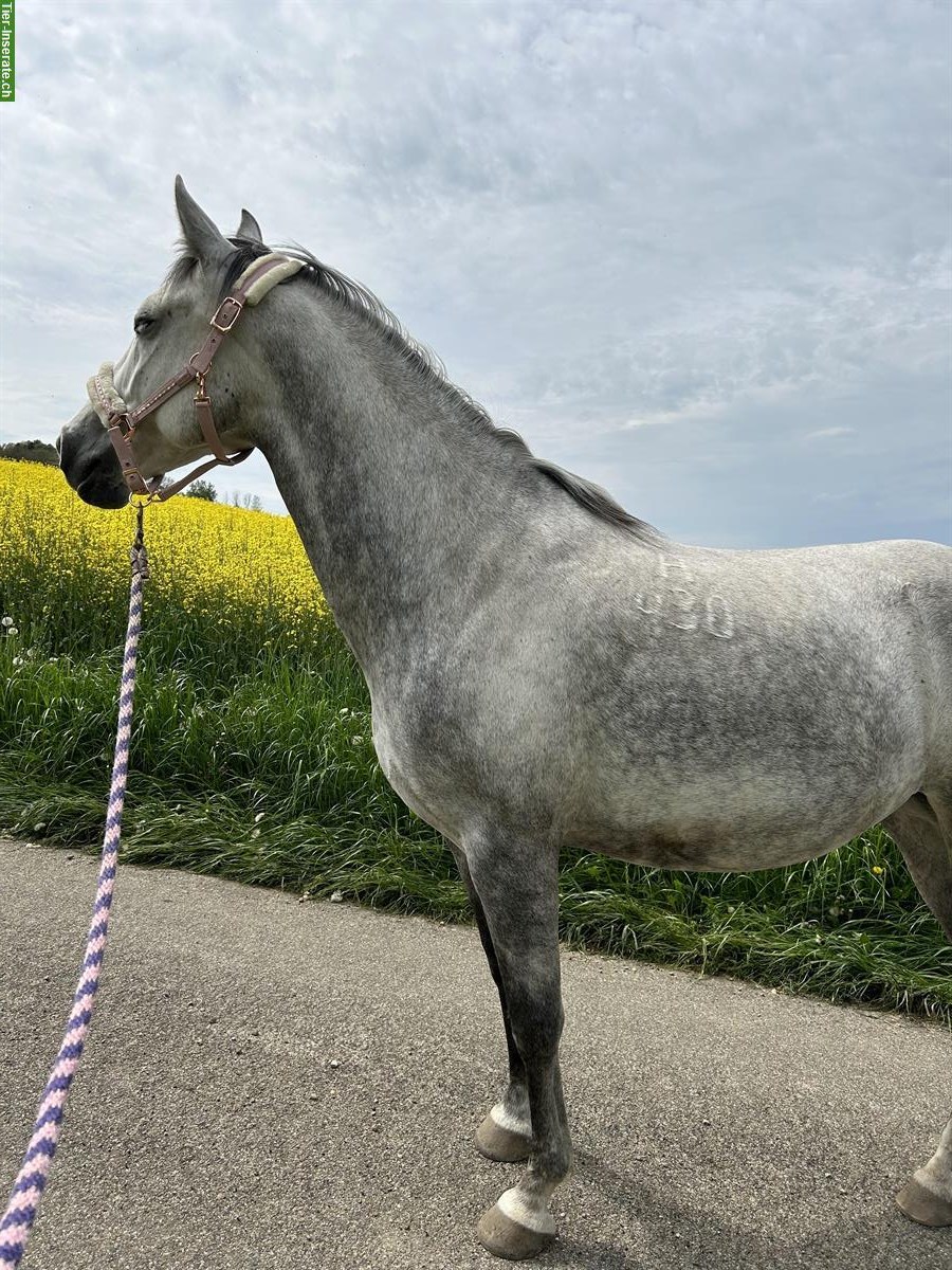 Bild 6: Lipizzaner Stute Munja, 9 Jahre, 156cm