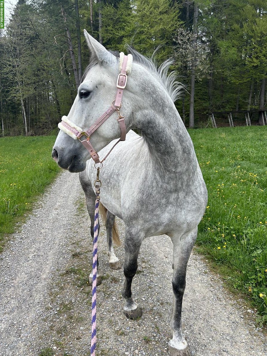Bild 7: Lipizzaner Stute Munja, 9 Jahre, 156cm