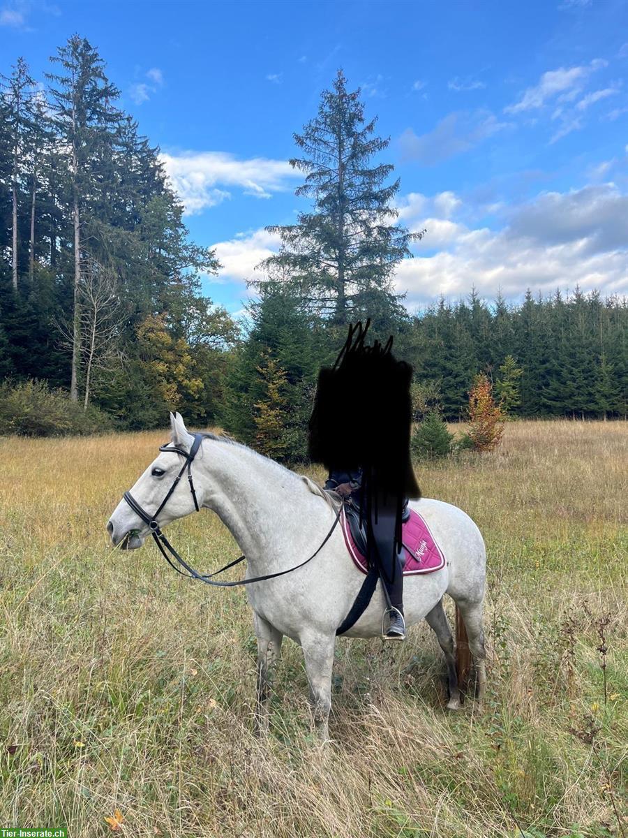 Bild 8: Lipizzaner Stute Munja, 9 Jahre, 156cm