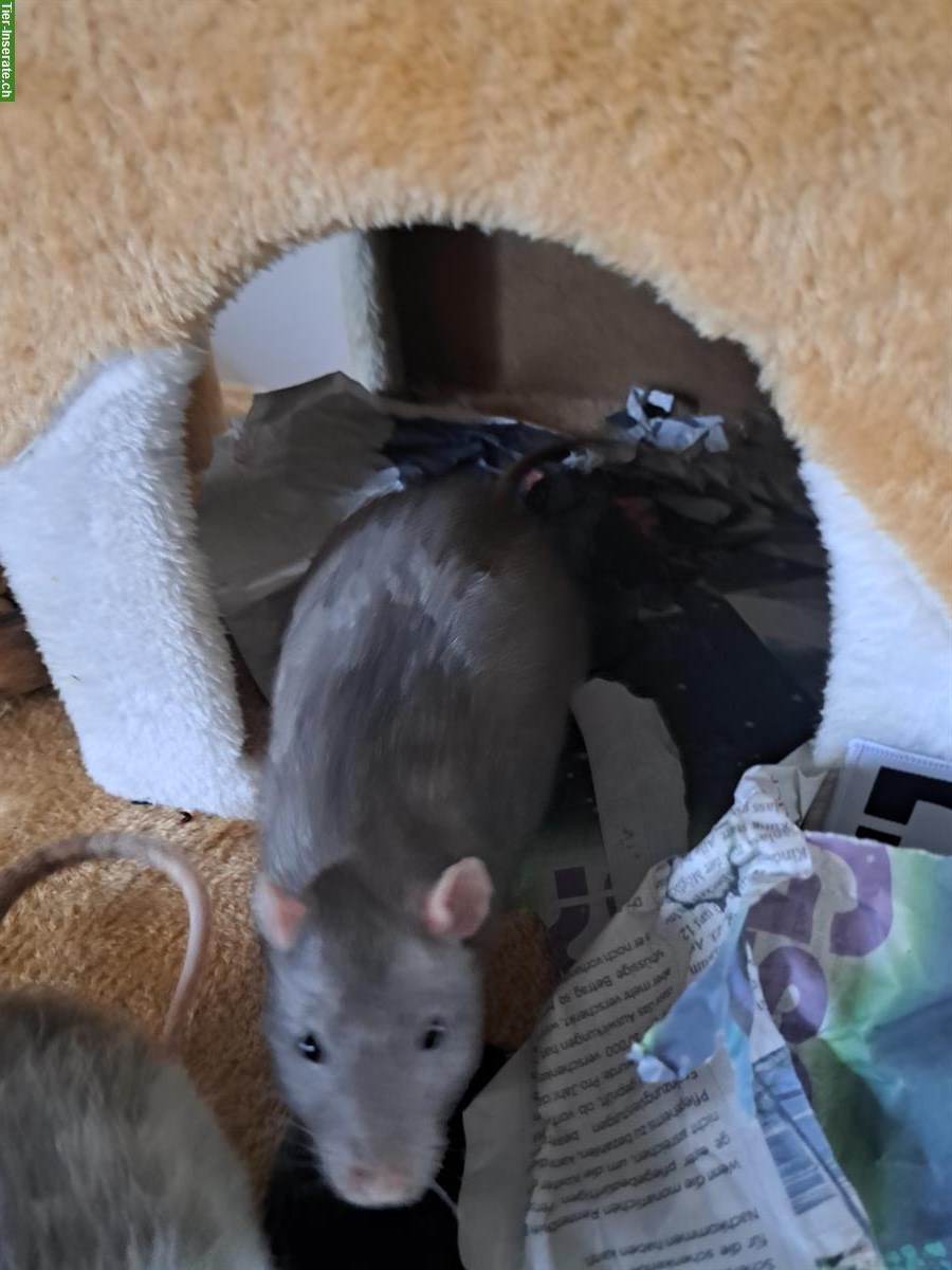 4 Ratten männlich suche neues Zuhause