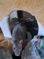 4 Ratten männlich suche neues Zuhause