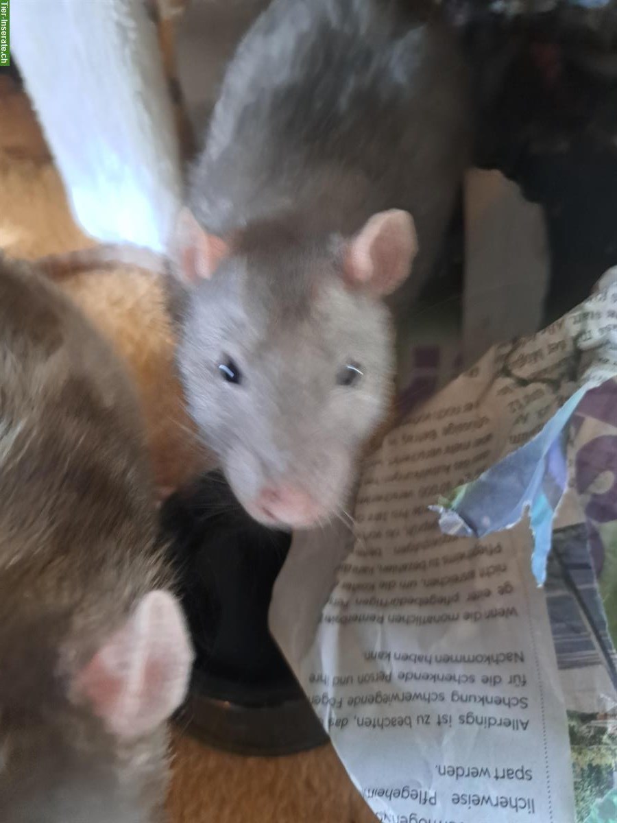 Bild 2: 4 Ratten männlich suche neues Zuhause