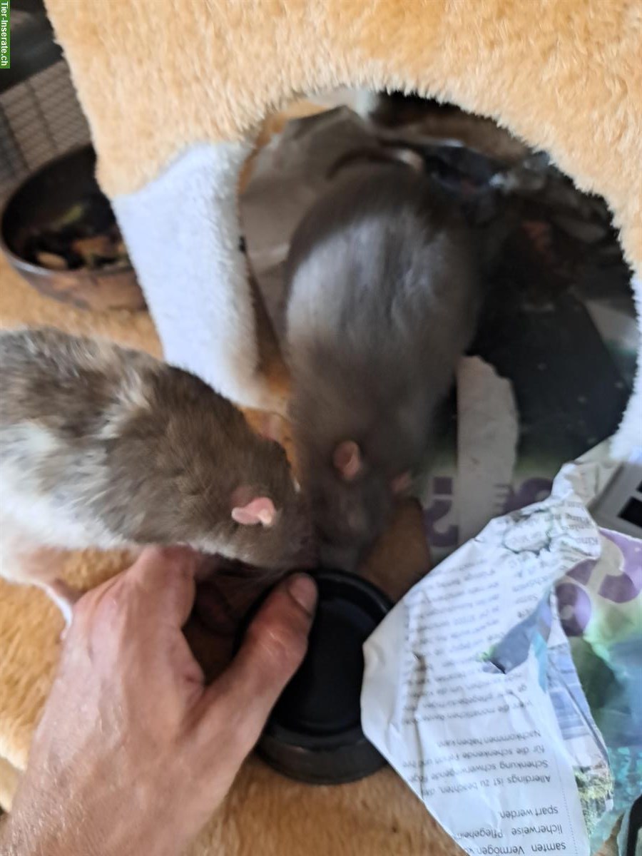 Bild 3: 4 Ratten männlich suche neues Zuhause