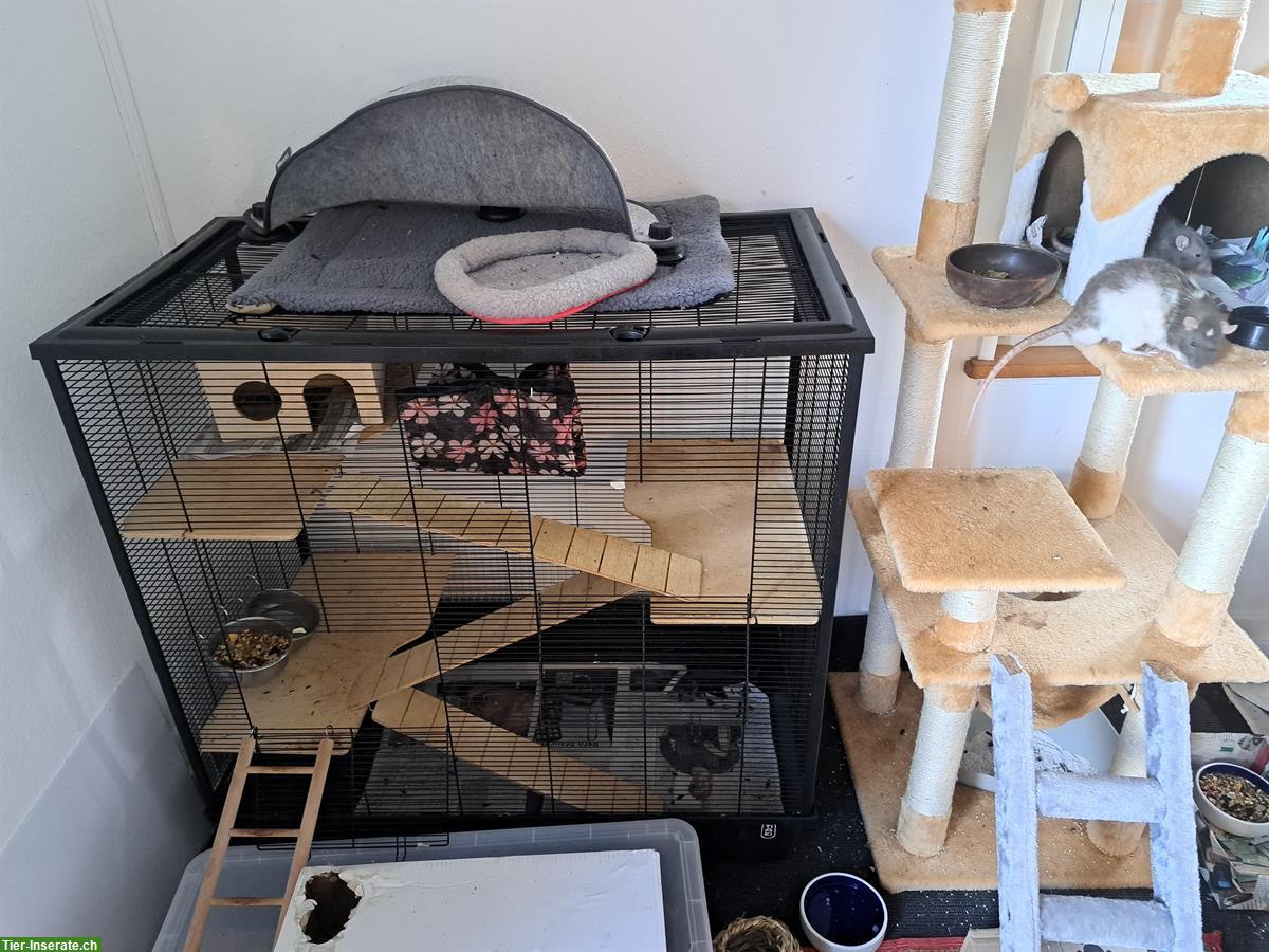 Bild 4: 4 Ratten männlich suche neues Zuhause