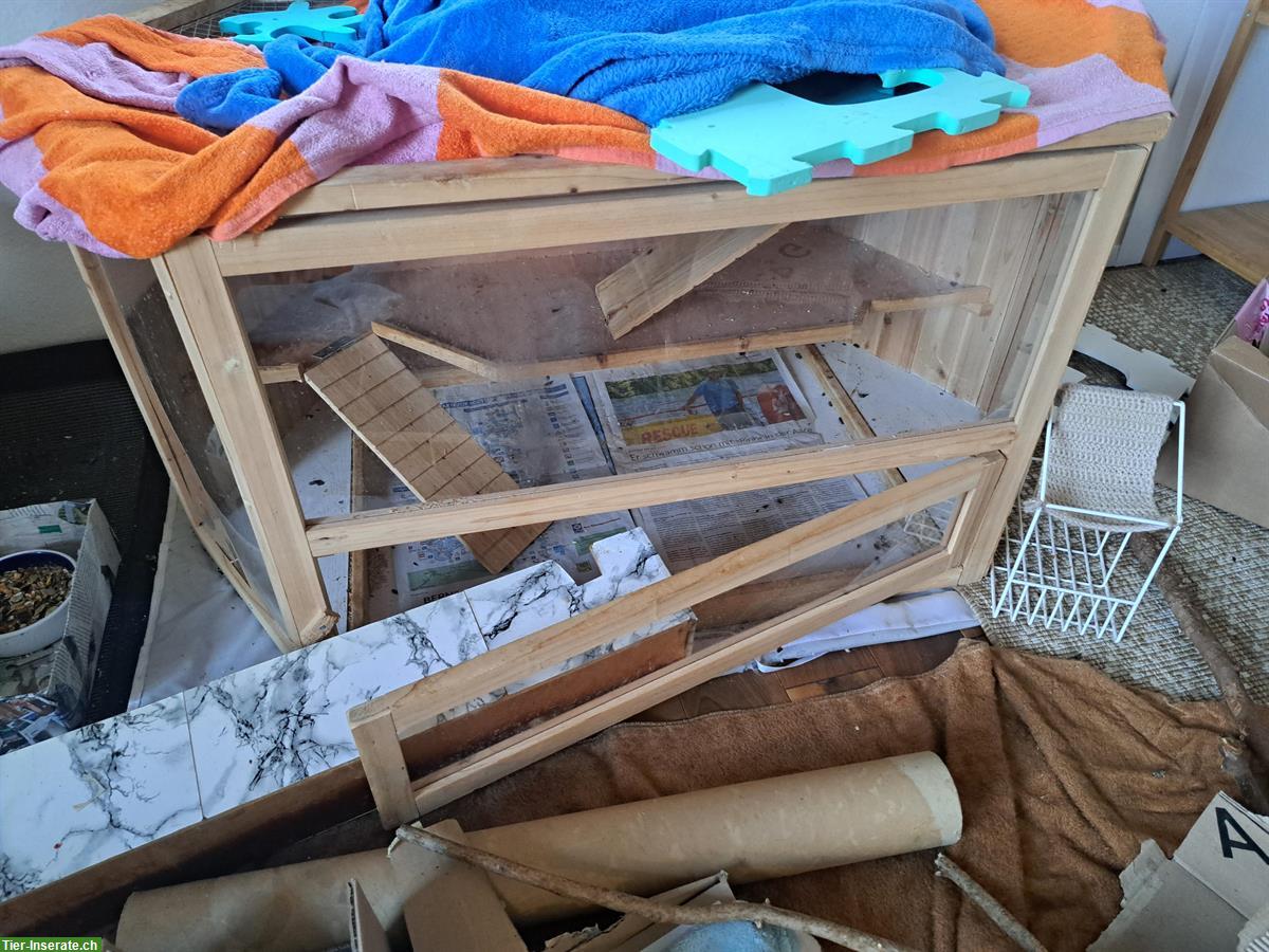 Bild 5: 4 Ratten männlich suche neues Zuhause