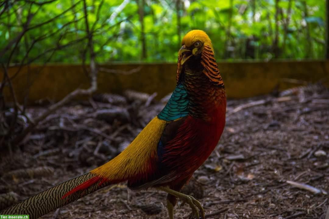 Dark-throated Goldfasane - Zuchtpaare + Einzeltiere zu verkaufen