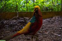 Dark-throated Goldfasane - Zuchtpaare + Einzeltiere zu verkaufen