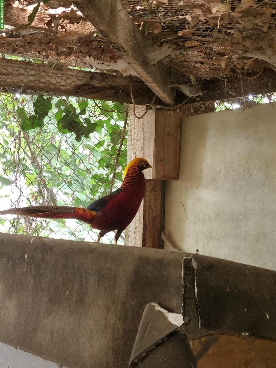 Bild 10: Dark-throated Goldfasane - Zuchtpaare + Einzeltiere zu verkaufen
