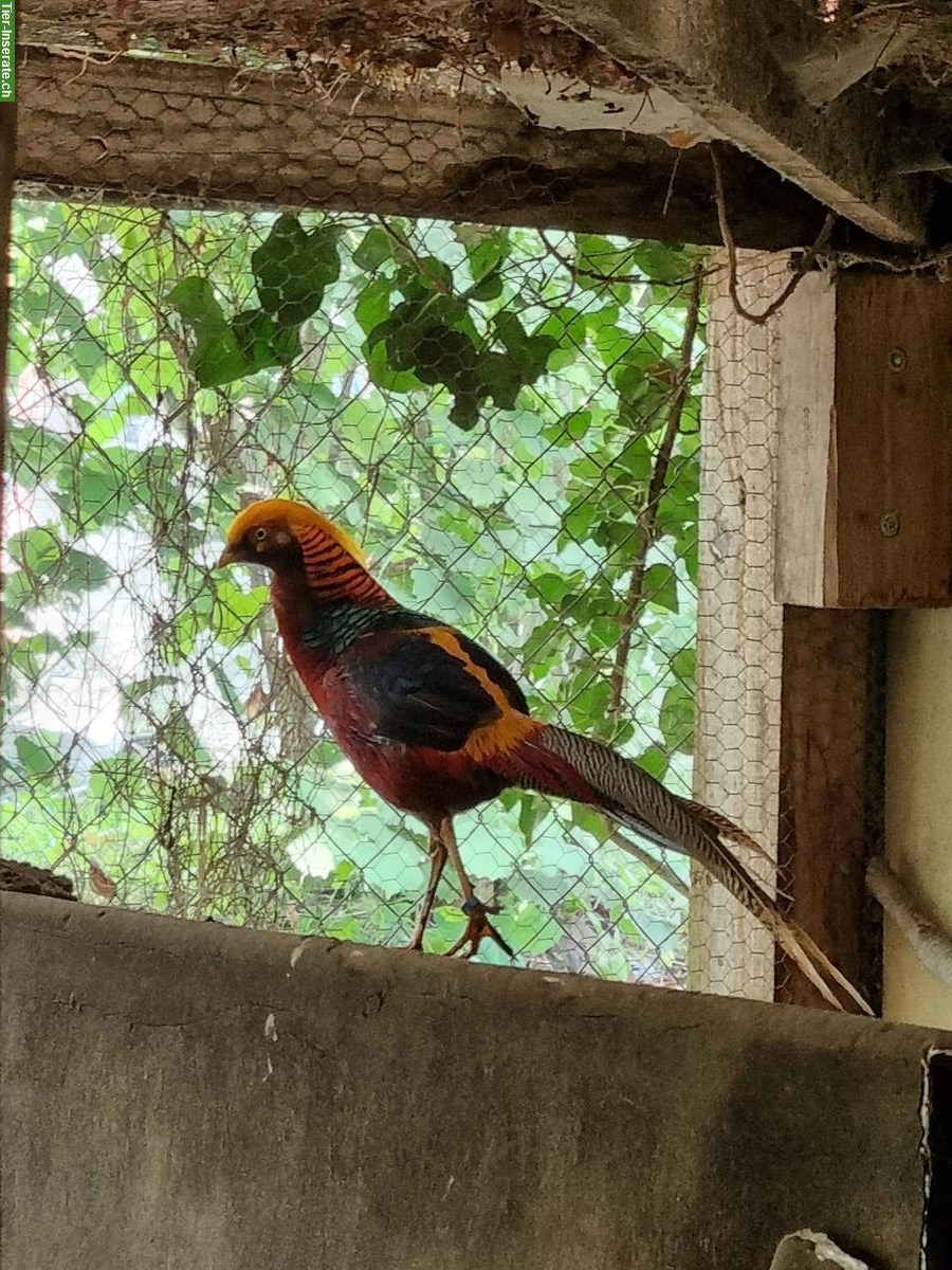 Bild 2: Dark-throated Goldfasane - Zuchtpaare + Einzeltiere zu verkaufen