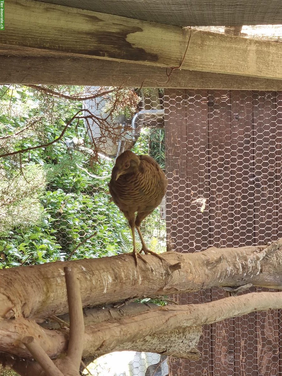 Bild 3: Dark-throated Goldfasane - Zuchtpaare + Einzeltiere zu verkaufen