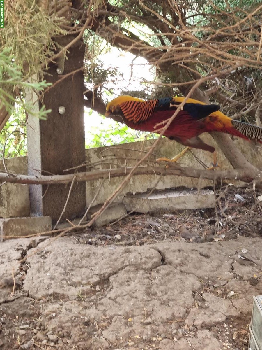 Bild 4: Dark-throated Goldfasane - Zuchtpaare + Einzeltiere zu verkaufen
