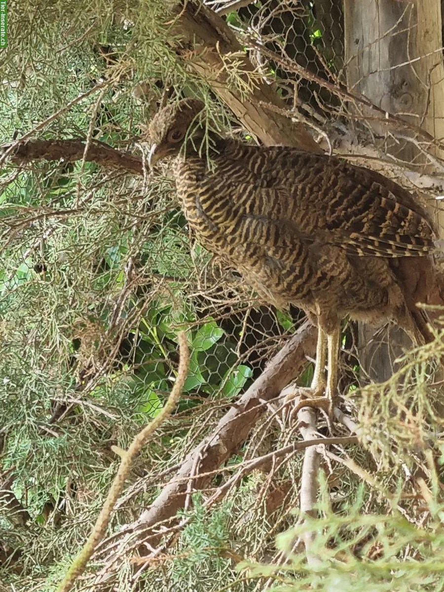 Bild 5: Dark-throated Goldfasane - Zuchtpaare + Einzeltiere zu verkaufen