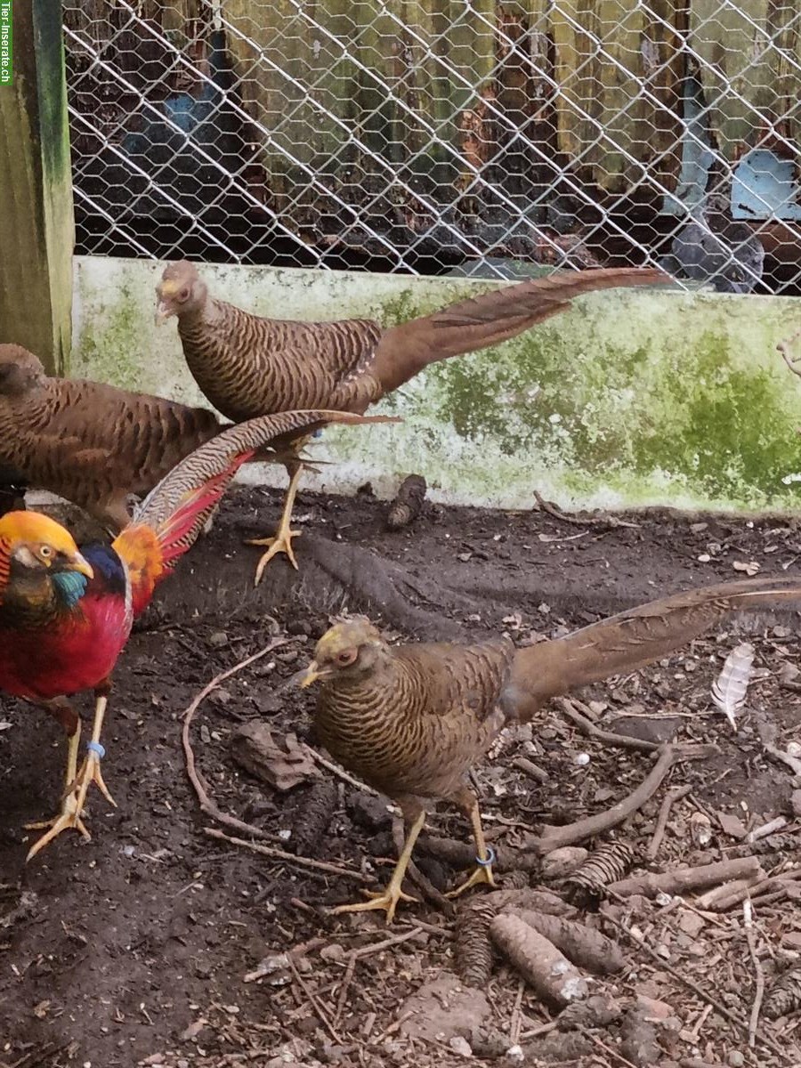 Bild 6: Dark-throated Goldfasane - Zuchtpaare + Einzeltiere zu verkaufen