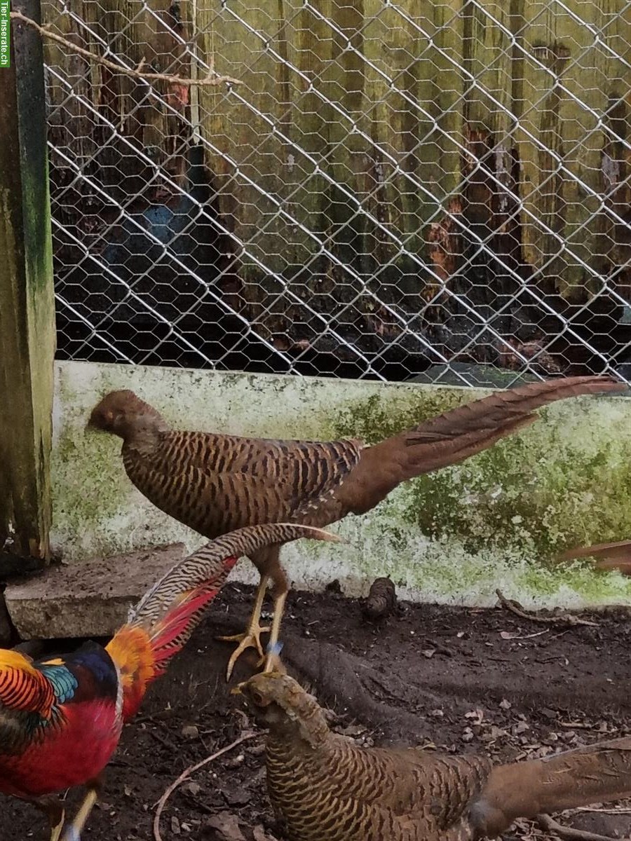 Bild 7: Dark-throated Goldfasane - Zuchtpaare + Einzeltiere zu verkaufen
