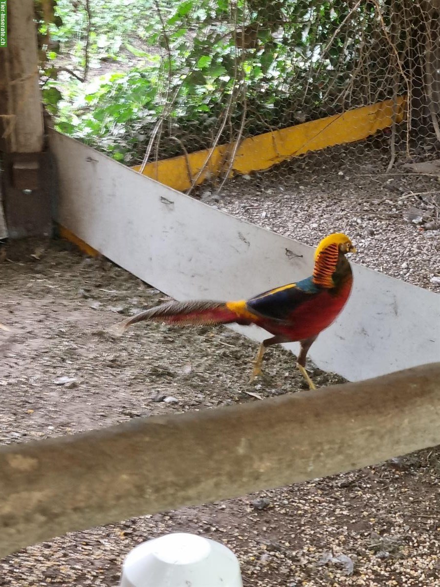 Bild 8: Dark-throated Goldfasane - Zuchtpaare + Einzeltiere zu verkaufen