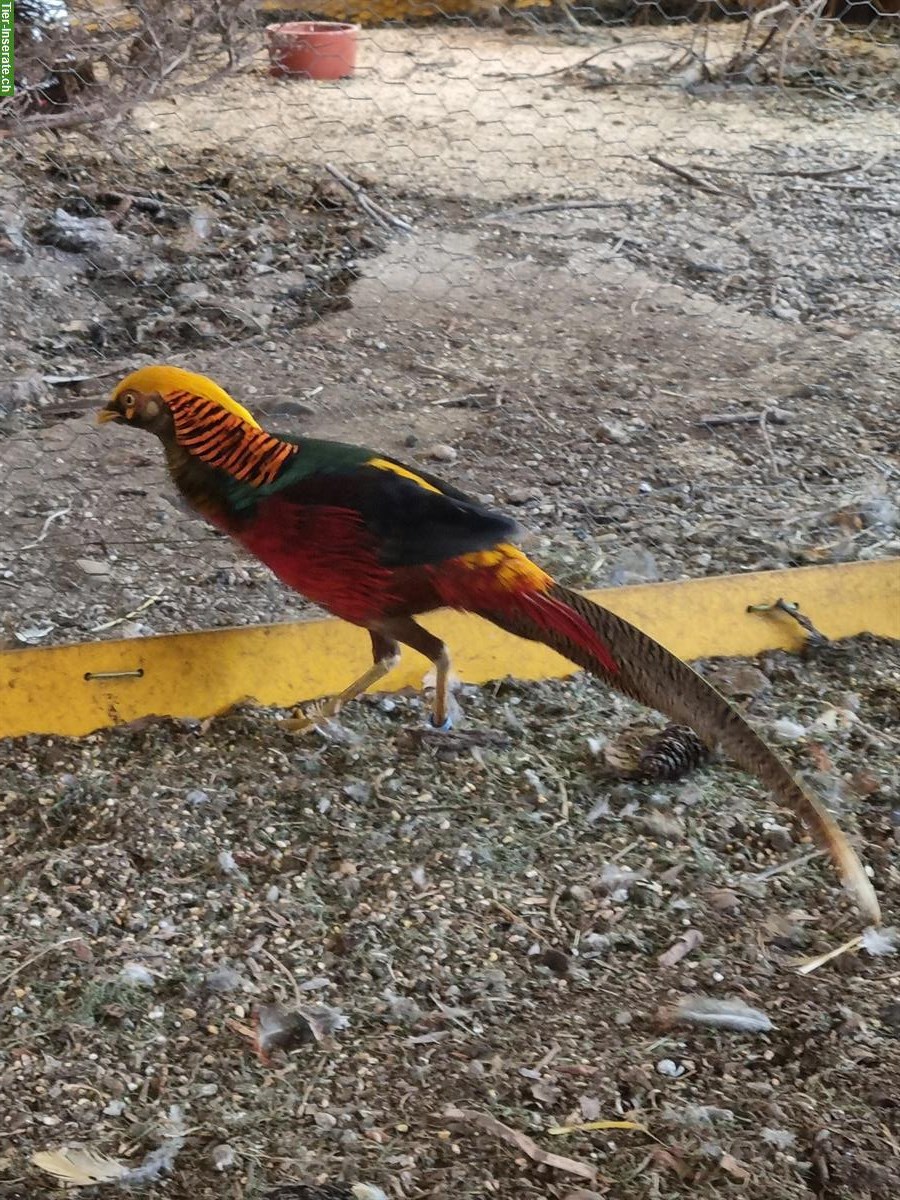 Bild 9: Dark-throated Goldfasane - Zuchtpaare + Einzeltiere zu verkaufen