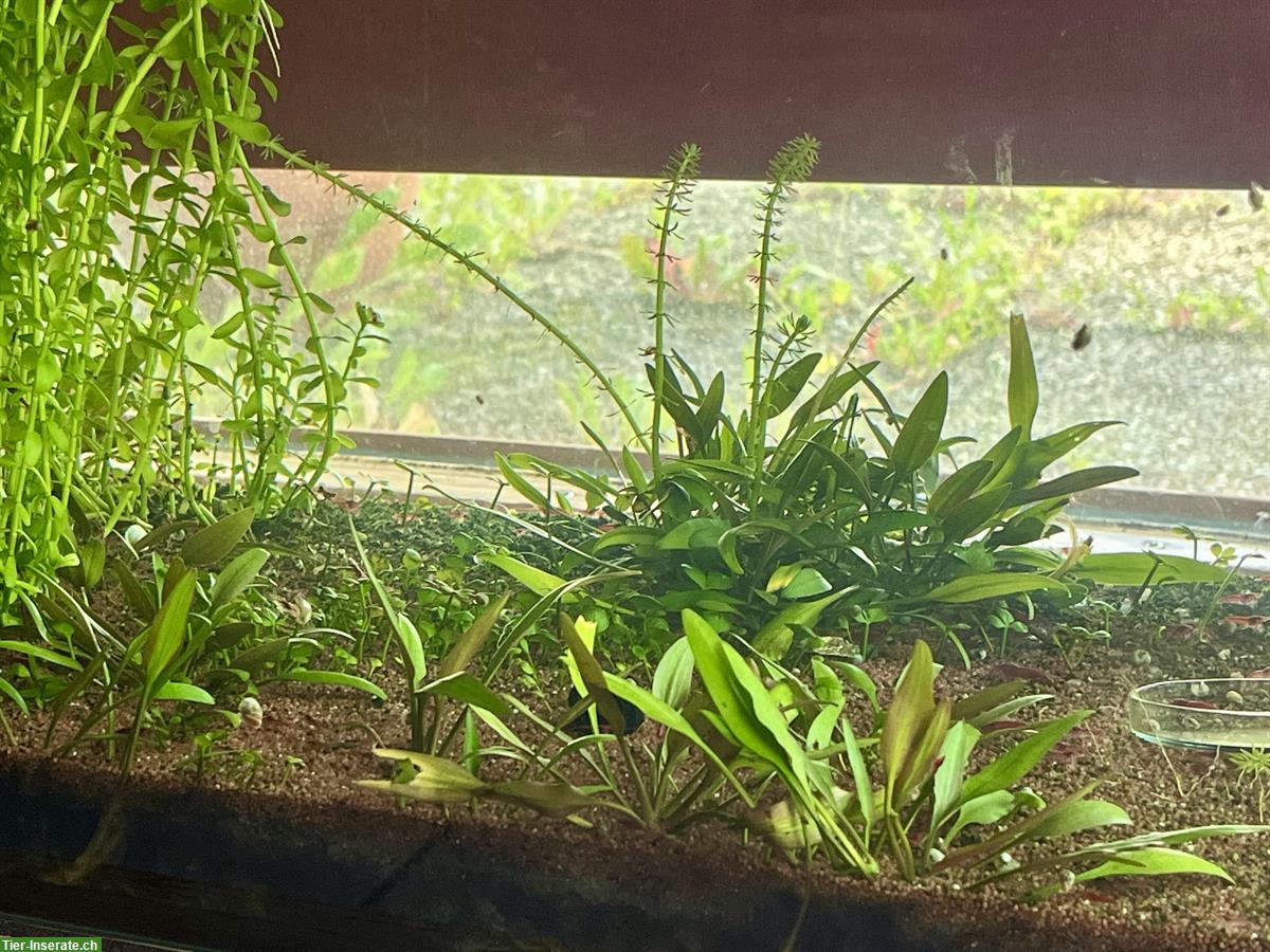 Bild 2: Aquarium inkl. Besatzung zu verkaufen