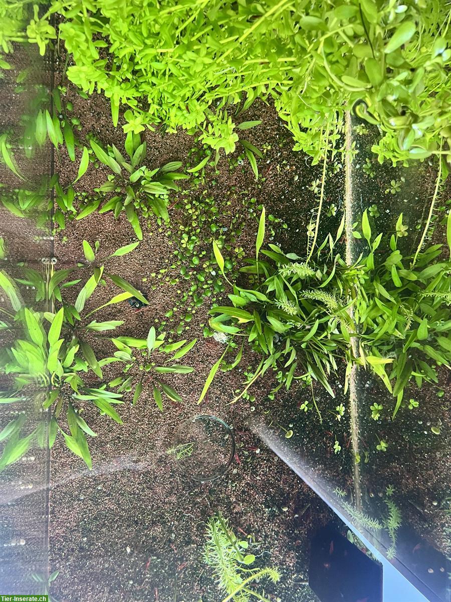 Bild 3: Aquarium inkl. Besatzung zu verkaufen