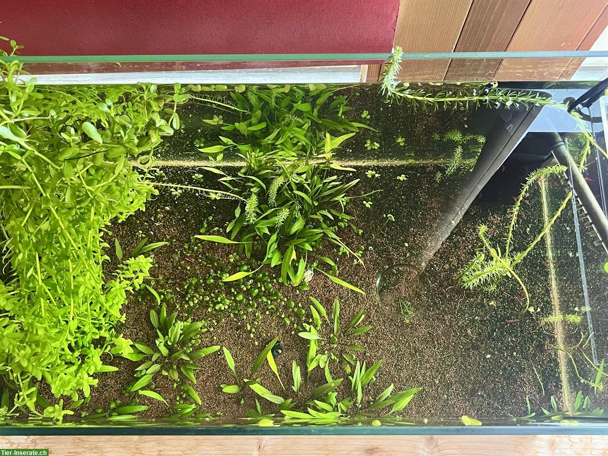 Bild 4: Aquarium inkl. Besatzung zu verkaufen