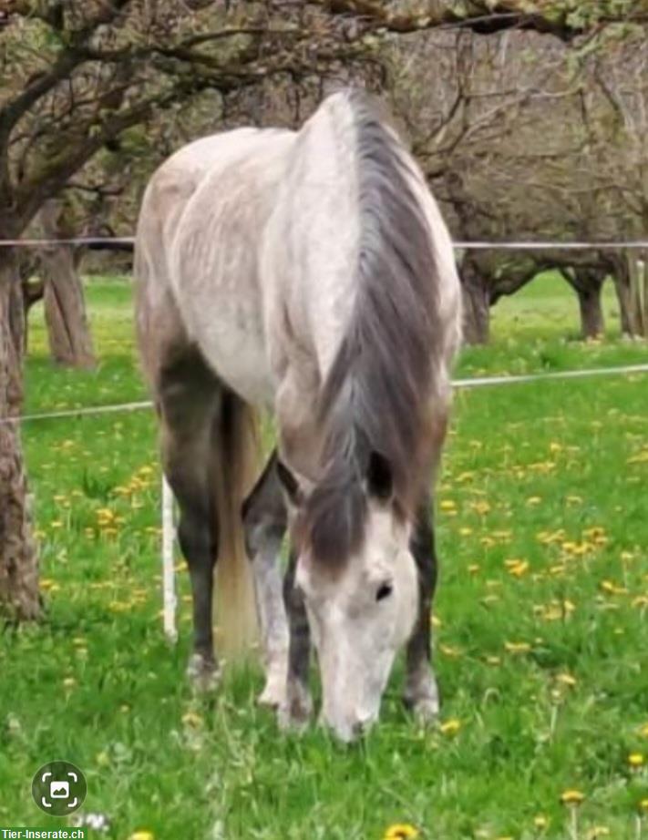 Reitbeteiligung in Arnegg SG
