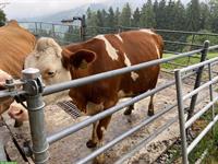 Mutterkuh Rind zu verkaufen