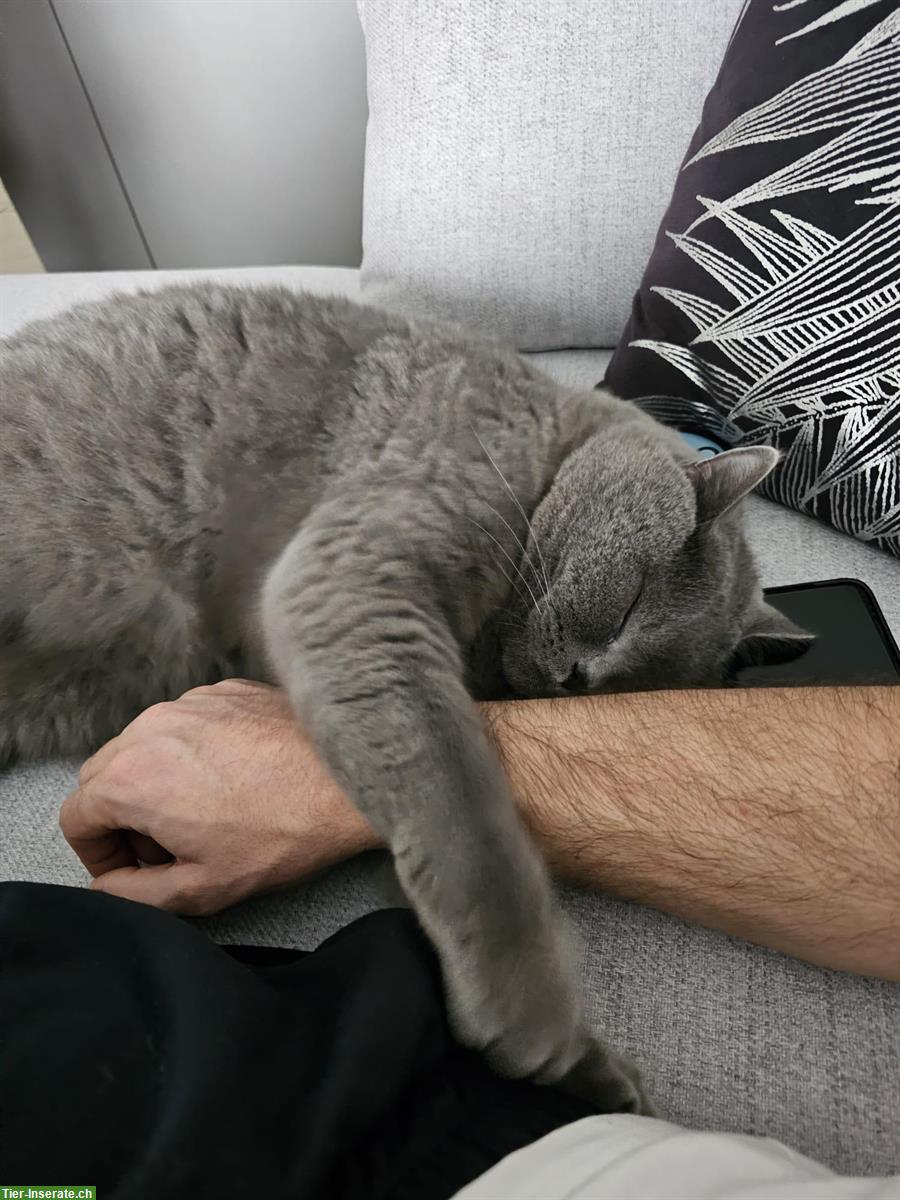 Bild 2: Hübscher Britisch Kurzhaar Kater, 3.5-jährig