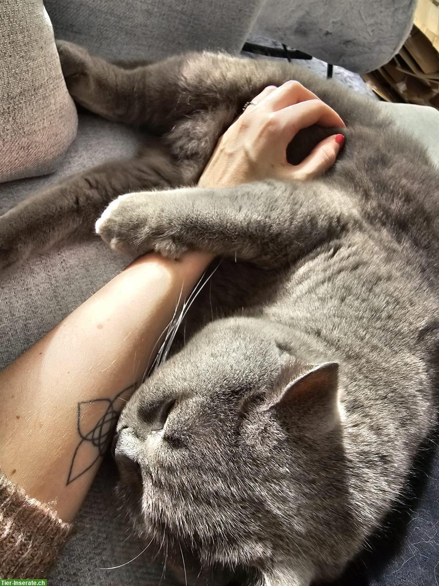Bild 3: Hübscher Britisch Kurzhaar Kater, 3.5-jährig