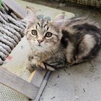 Weibliche Sibirische Waldkatzen mix sucht Lebensplatz