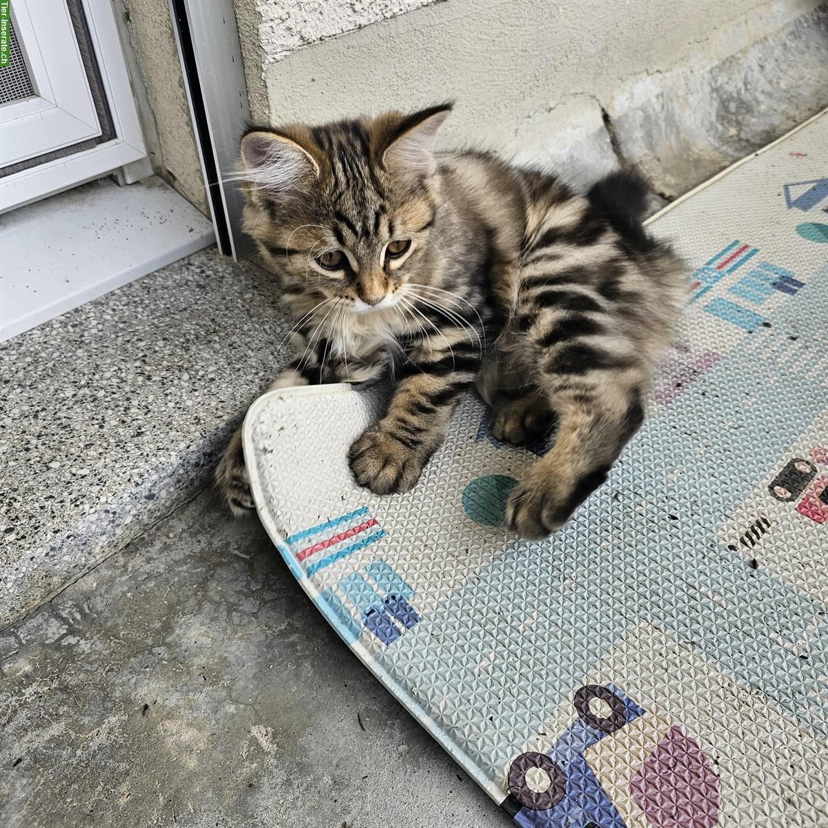 Bild 2: Weibliche Sibirische Waldkatzen mix sucht Lebensplatz