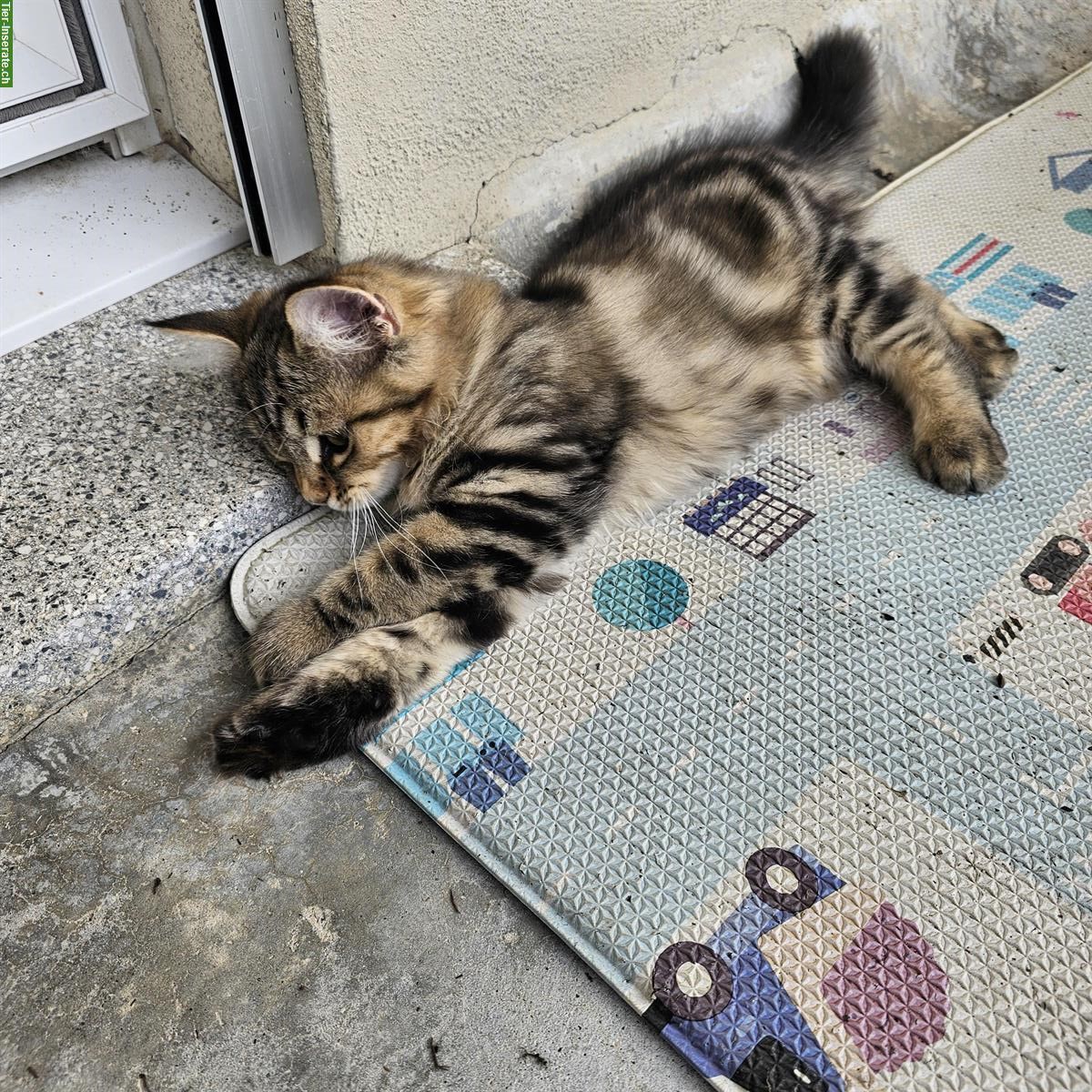 Bild 3: Weibliche Sibirische Waldkatzen mix sucht Lebensplatz