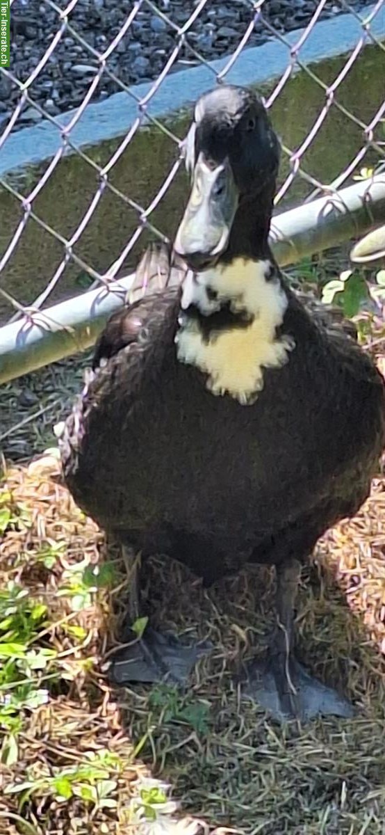 Pommernente aus Naturbrut von diesem Jahr