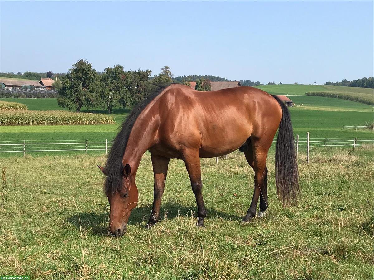 Reitbeteiligung auf tollem Pferd in Sempach LU