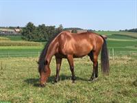 Reitbeteiligung auf tollem Pferd in Sempach LU
