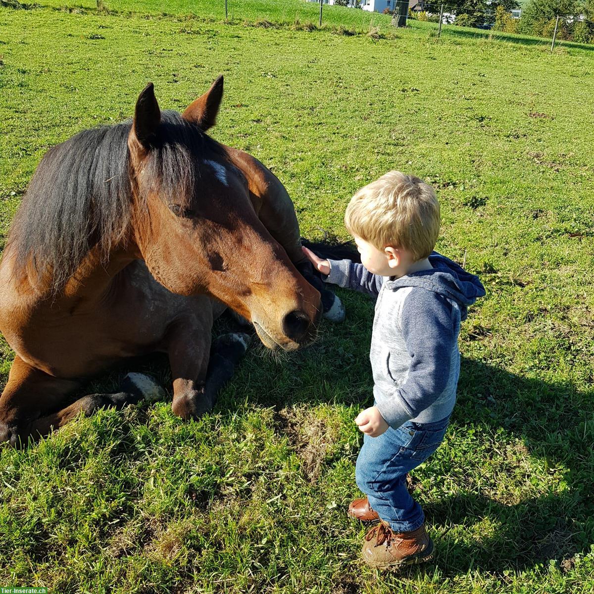 Bild 2: Reitbeteiligung auf tollem Pferd in Sempach LU