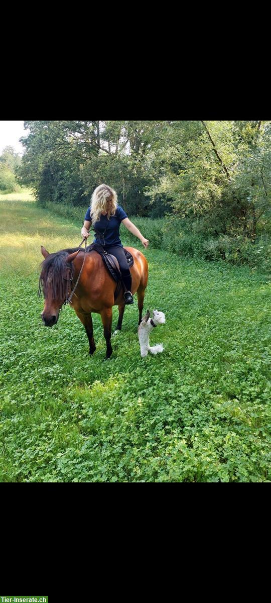 Bild 3: Reitbeteiligung auf tollem Pferd in Sempach LU