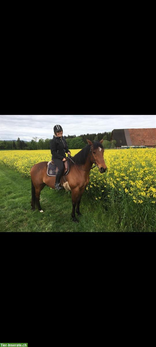 Bild 4: Reitbeteiligung auf tollem Pferd in Sempach LU